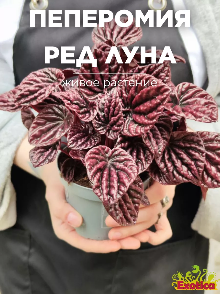 Пеперомия Каперата Ред Луна (P. Caperata Red Luna) D11см Exotica 184292173  купить в интернет-магазине Wildberries