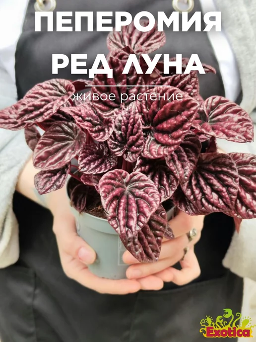 Exotica Пеперомия Каперата Ред Луна (P. Caperata Red Luna) D11см