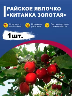 Саженцы райское яблочко «Китайка золотая» Эко-дача24 184313236 купить за 336 ₽ в интернет-магазине Wildberries