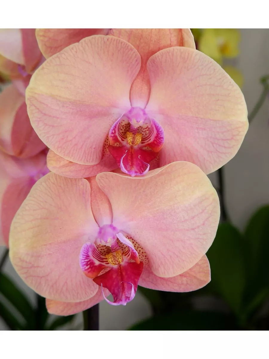 Орхидея Фаленопсис Midsummer Night (отцвел) Orchid22 184359769 купить в  интернет-магазине Wildberries