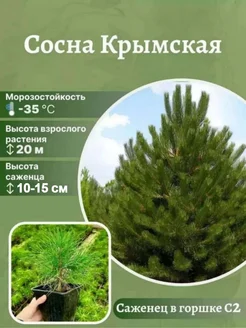 Сосна Крымская Агромир - питомник растений 184609944 купить за 436 ₽ в интернет-магазине Wildberries