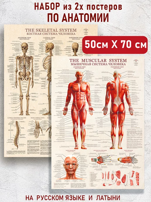 Плакат мышц
