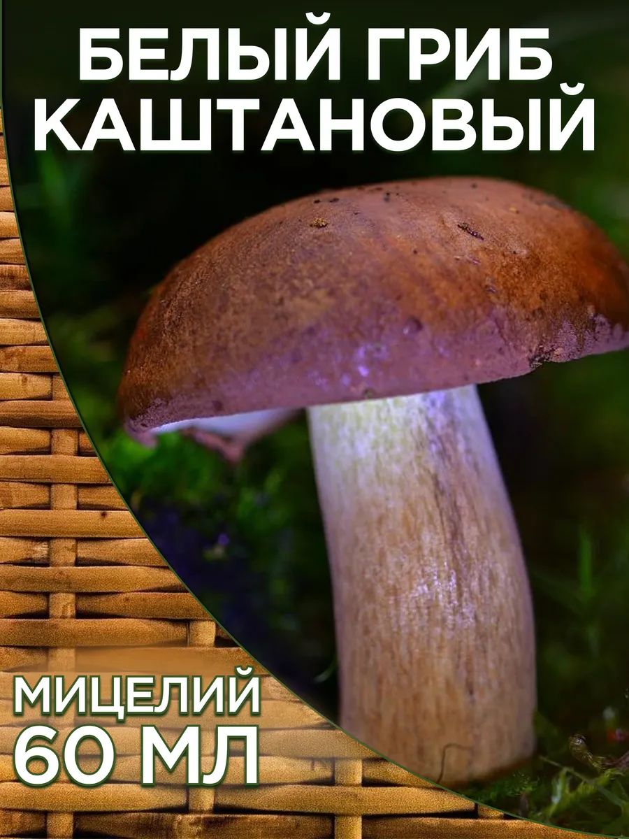 Грибы Каштановый для выращивания
