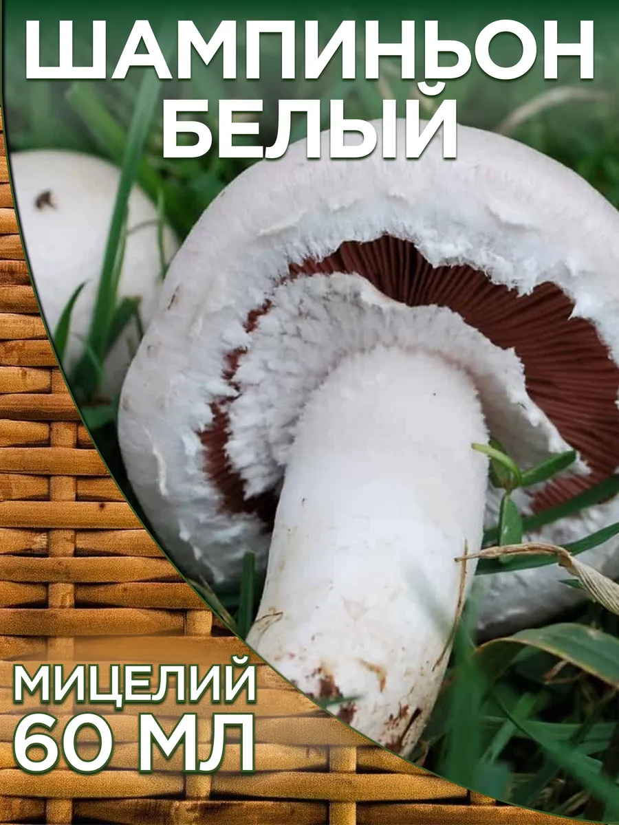 Грибы Шампиньон белый для выращивания