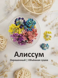 Сухоцветы. Алиссум suhotswet_Sh 185181536 купить за 450 ₽ в интернет-магазине Wildberries