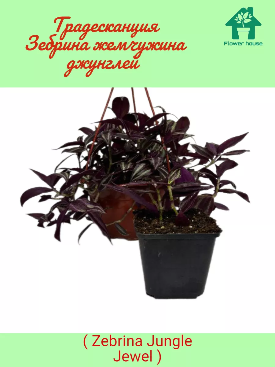 Традесканция Зебрина Zebrina Jungle Jewel Flower House 185226222 купить в  интернет-магазине Wildberries