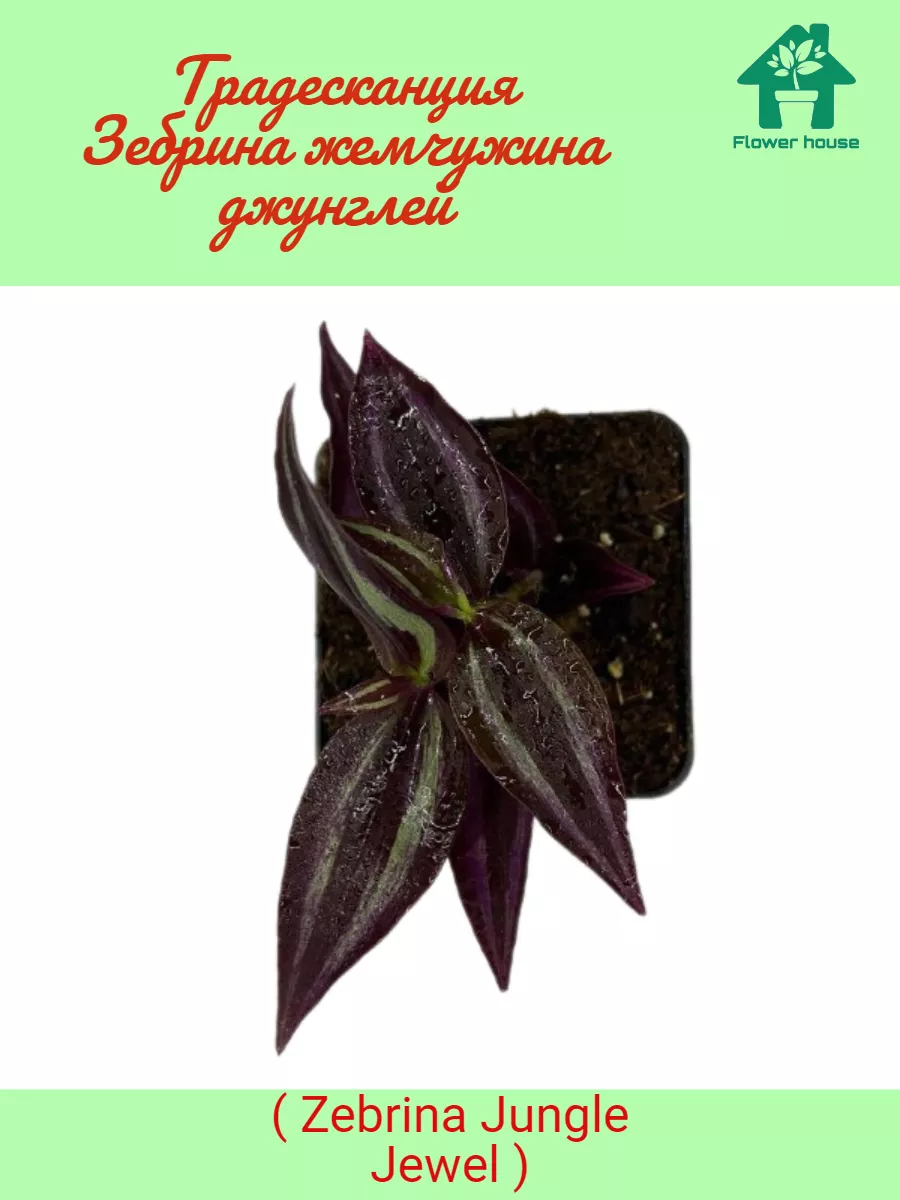 Традесканция Зебрина Zebrina Jungle Jewel Flower House 185226222 купить в  интернет-магазине Wildberries