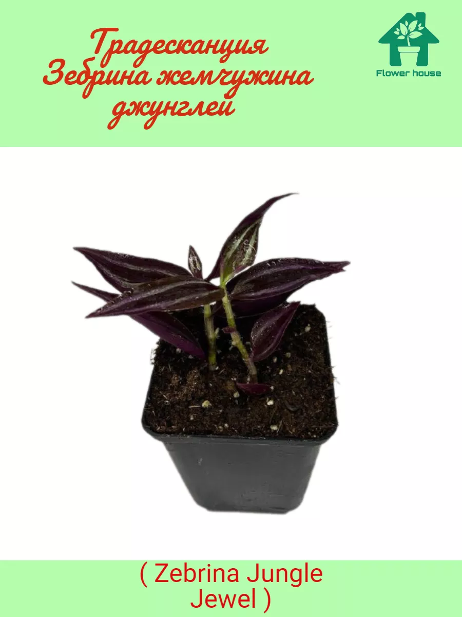 Традесканция Зебрина Zebrina Jungle Jewel Flower House 185226222 купить в  интернет-магазине Wildberries