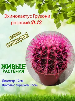 Эхинокактус грузони кактус розовый d-12 Это наш сад 185251026 купить за 1 570 ₽ в интернет-магазине Wildberries