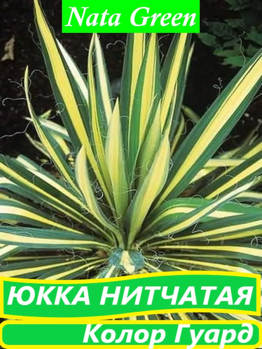 Юкка нитчатая Колор Гуард Nata Green 185280207 купить в интернет-магазине  Wildberries