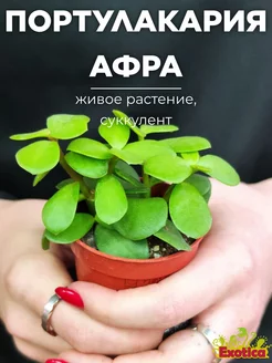 Портулакария Афра (Portulacaria Afra) D5см Exotica 185398223 купить за 661 ₽ в интернет-магазине Wildberries