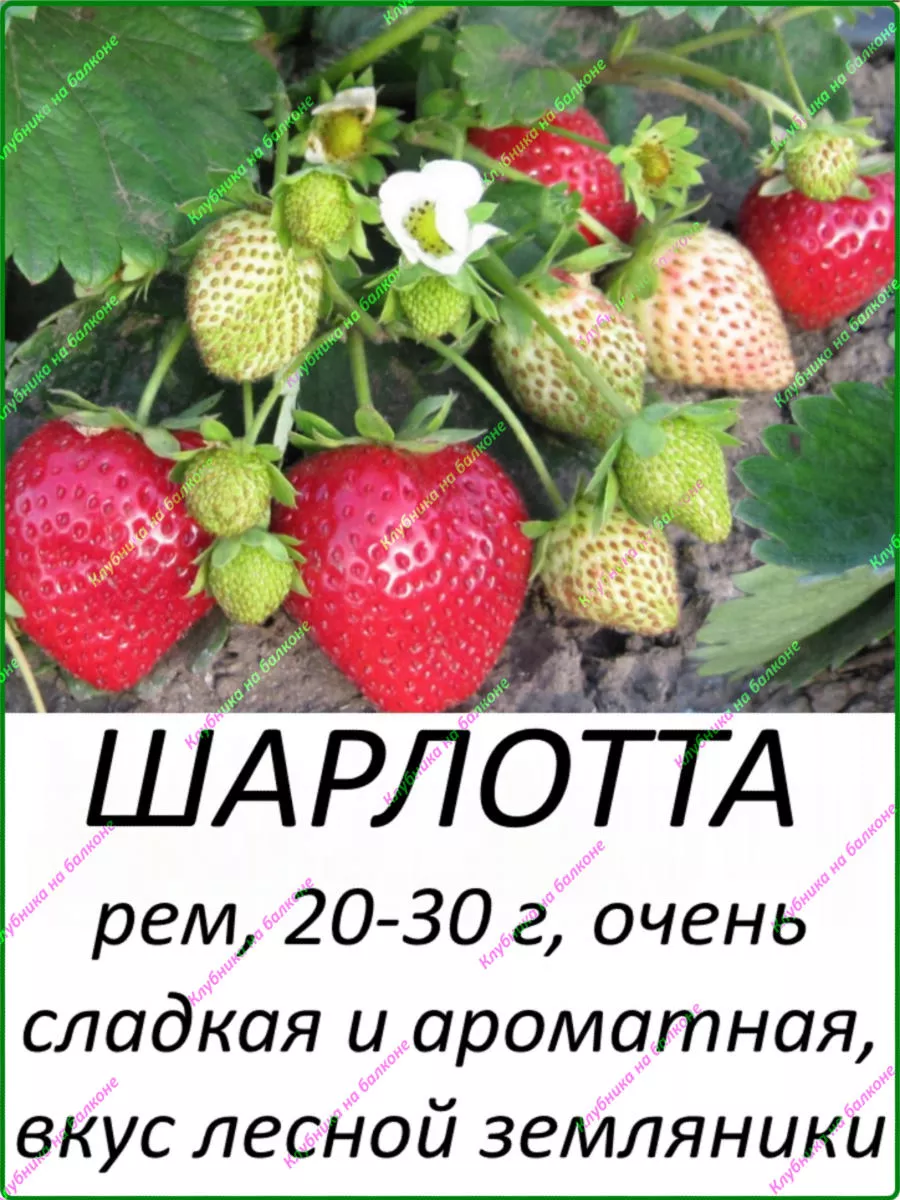 Шарлотта двойной Клубника на балконе 185499550 купить в интернет-магазине  Wildberries