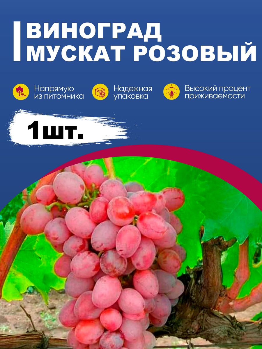 Сорт винограда мускат розовый. Виноград Мускат розовый. Мускат розовый. Pink Muscat grapes.