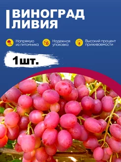 Саженцы винограда Ливия Эко-дача24 185754513 купить за 360 ₽ в интернет-магазине Wildberries