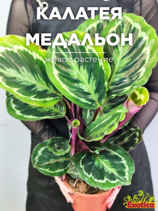 Exotica Калатея Медальон (Calathea Roseopicta Medallion) D14см