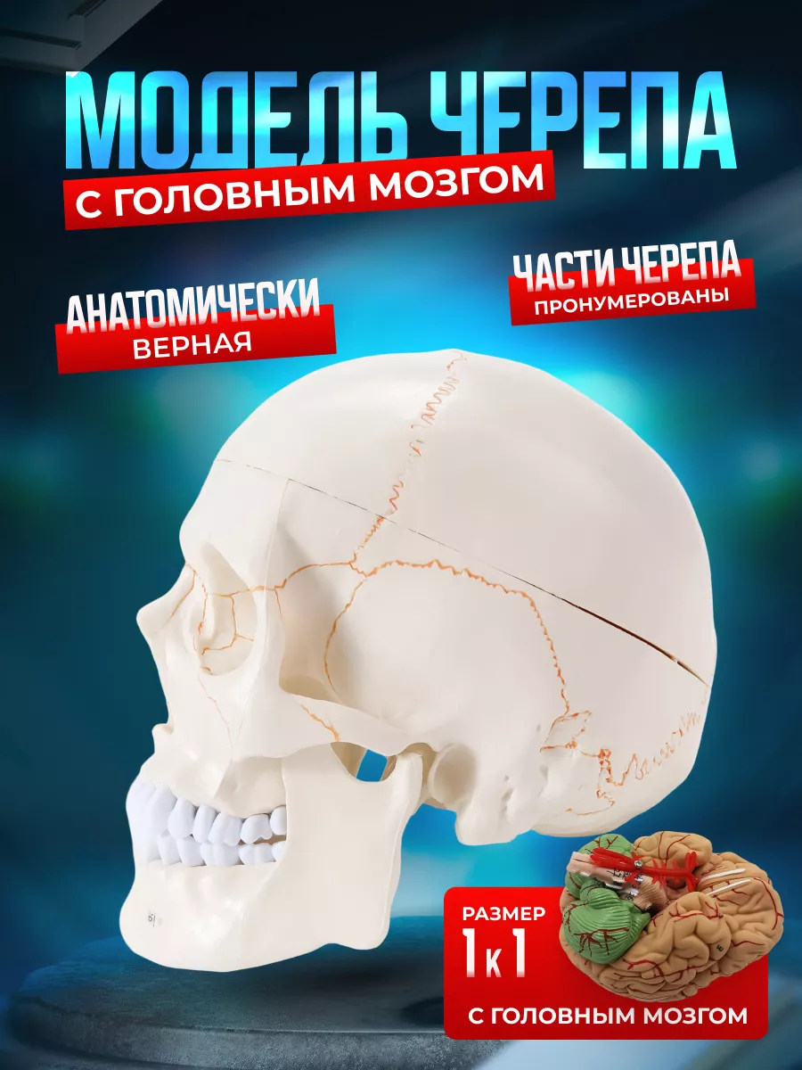 Модель черепа Numbrain пронумерованная с головным мозгом