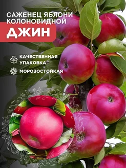 Саженцы Яблоня Колоновидная Джин Основа Сада 186131595 купить за 393 ₽ в интернет-магазине Wildberries