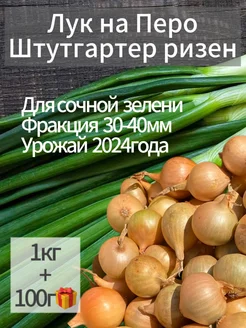 Крупный Лук Севок на Зелень 1кг Штутгартер Ризен 186554261 купить за 213 ₽ в интернет-магазине Wildberries