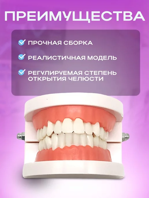 JAnd Анатомическая модель зубов макет челюсти, вариант, фото 2