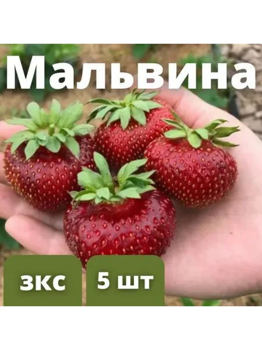 Клубника мальвина схема посадки