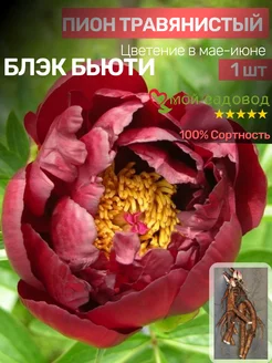 Пионы Саженцы Мой Садовод 187011711 купить за 502 ₽ в интернет-магазине Wildberries