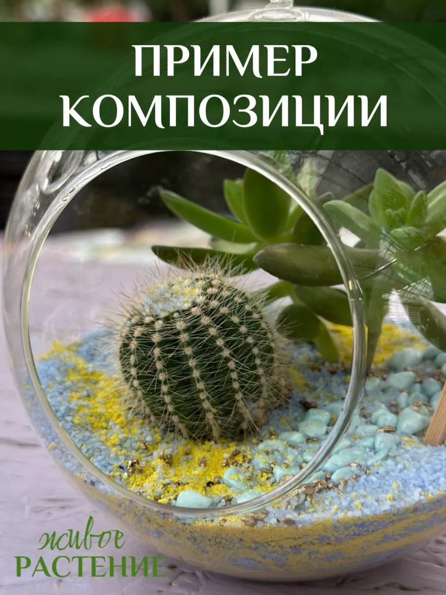 Живой кактус в горшке Комнатное растение для офиса Умный садовод 187029287  купить в интернет-магазине Wildberries