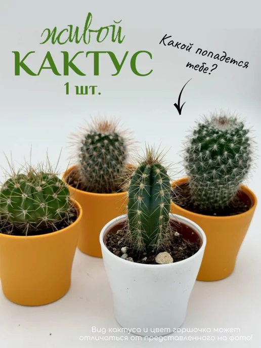 DIY 🌵 КАКТУСЫ ДЛЯ ИНТЕРЬЕРА | Как сделать БОЛЬШОЙ ИСКУССТВЕННЫЙ КАКТУС своими руками - YouTube