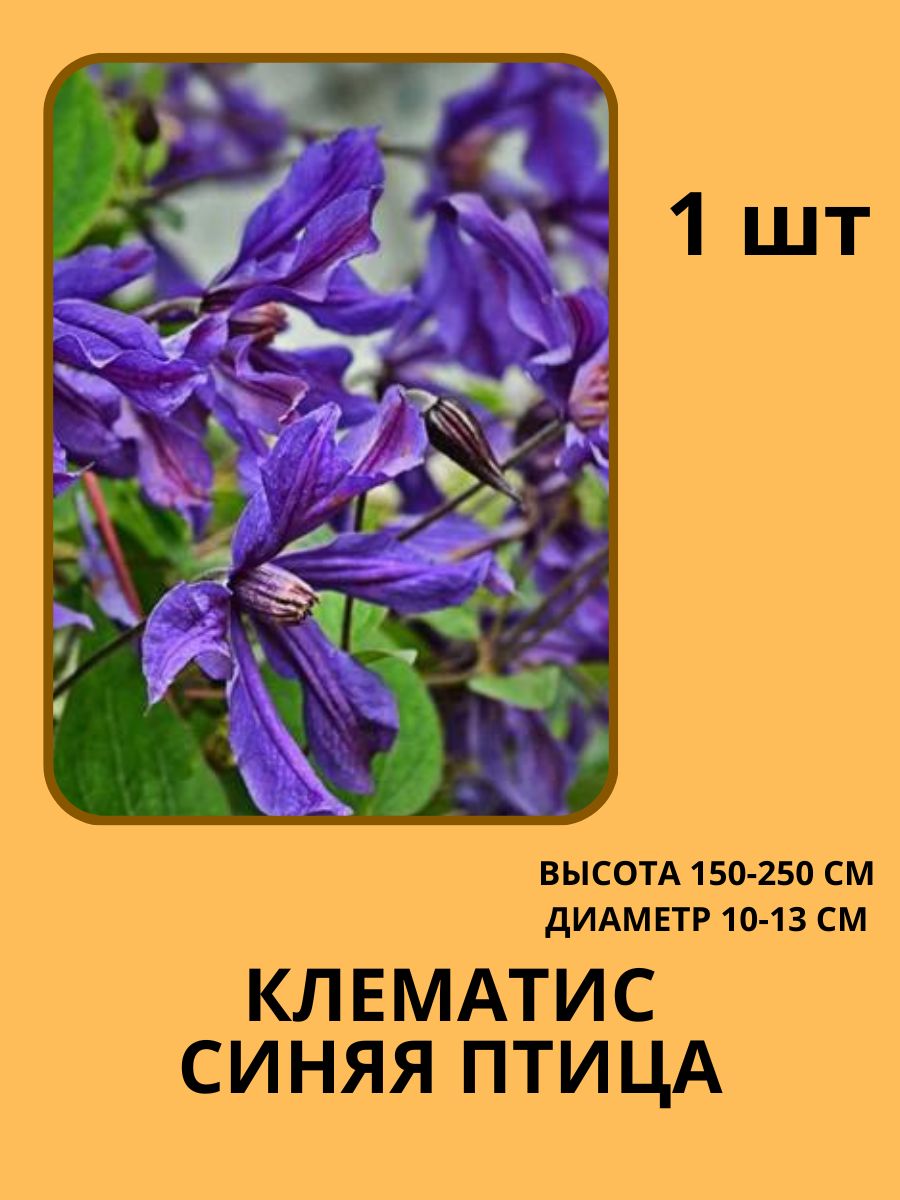 Корень клематиса/Клематис цветок: Посадка клематиса Жемчужина Сада  187402262 купить за 824 ₽ в интернет-магазине Wildberries