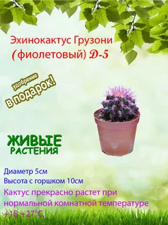 Комнатное растение кактус Эхинокактус грузони фиолетовый D-5 Это наш сад 187428633 купить за 592 ₽ в интернет‑магазине Wildberries