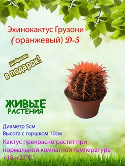 Комнатное растение кактус Эхинокактус грузони оранжевый Это наш сад 187428634 купить за 511 ₽ в интернет-магазине Wildberries