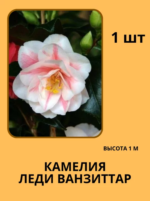 Камелия, магазин одежды, Садовая ул., 2, Балтийск — Яндекс Карты