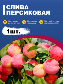 Саженцы сливы "Персиковая" эко-дача24 188001449 купить за 295 ₽ в интернет-магазине Wildberries