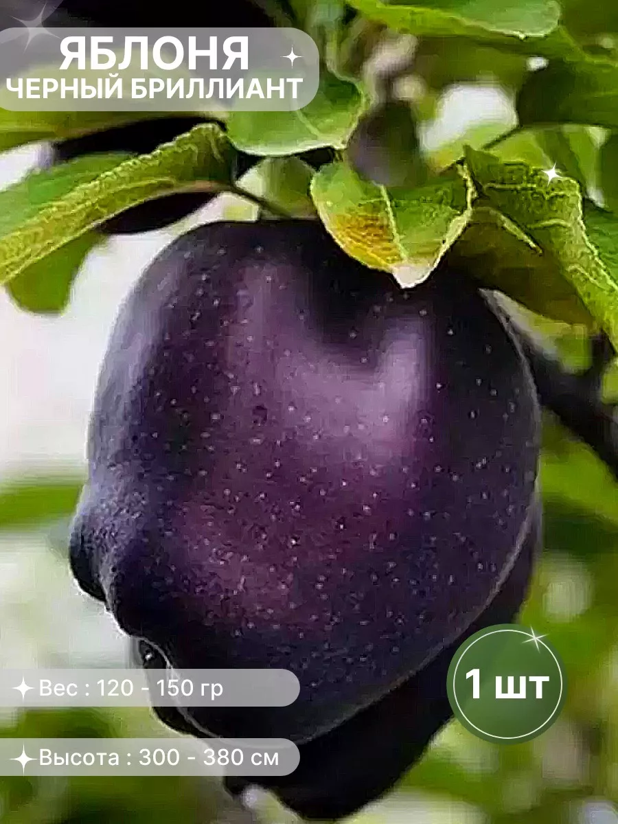 Саженцы Яблони "Черный...
