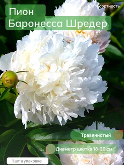 Пионы Саженцы Цветов Сад-Экспресс24 188209729 купить за 466 ₽ в интернет-магазине Wildberries