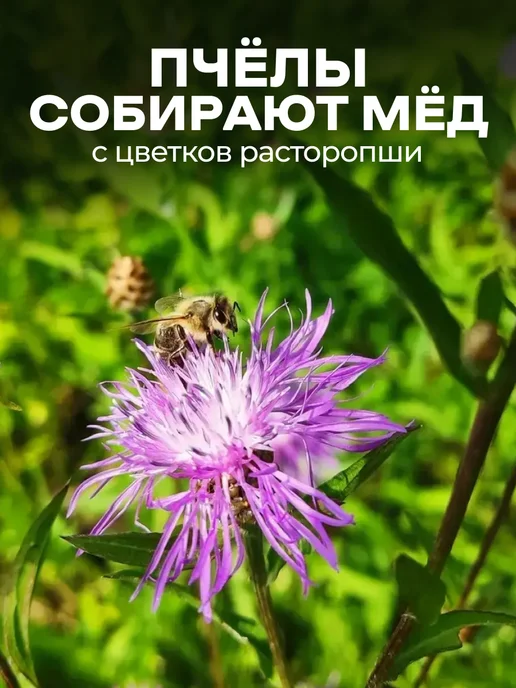 bee lab Мёд расторопшевый 230 гр, 230 г, фото 5