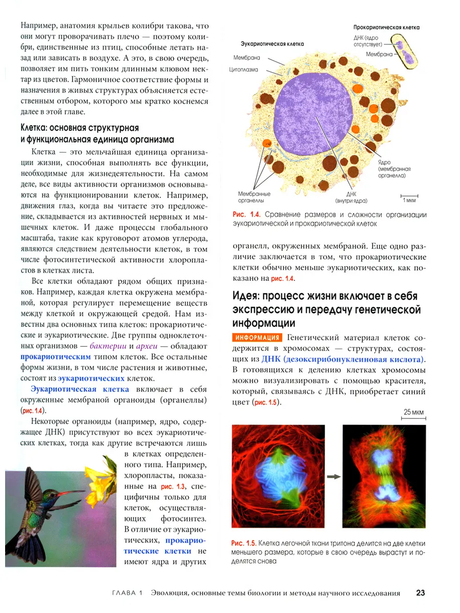 Биология Campbell. Т. 1,2 (комплект) Диалектика 188291573 купить за 9 272 ₽  в интернет-магазине Wildberries