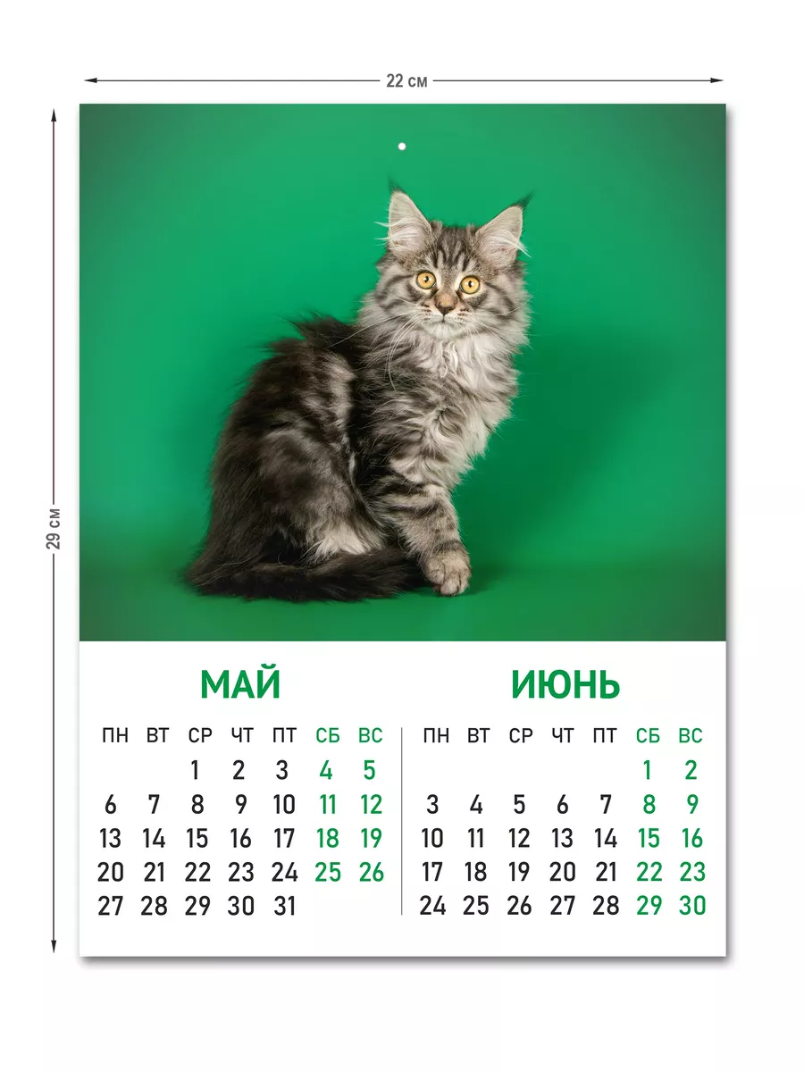 День кошек , поздравления в День кота