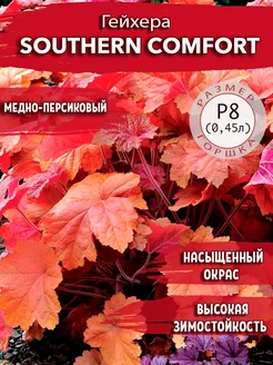 Гейхера Southern Comfort Садовые Растения 188458600 купить за 303 ₽ в интернет-магазине Wildberries