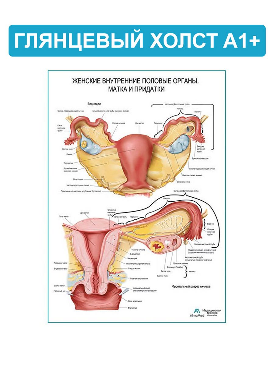 Женская половая система матка. Система женских половых органов. Строение женских.половых органов. Строение женской половой системы анатомия. Женский половые органы матка и придатки.