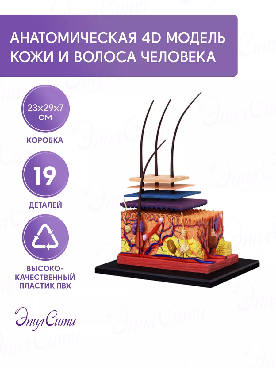 Анатомическая модель кожи и волоса