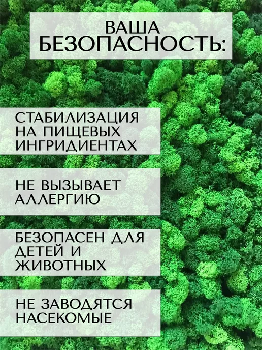 Планета Флористики Мох стабилизированный ягель декоративный для озеленения, вариант, фото 4