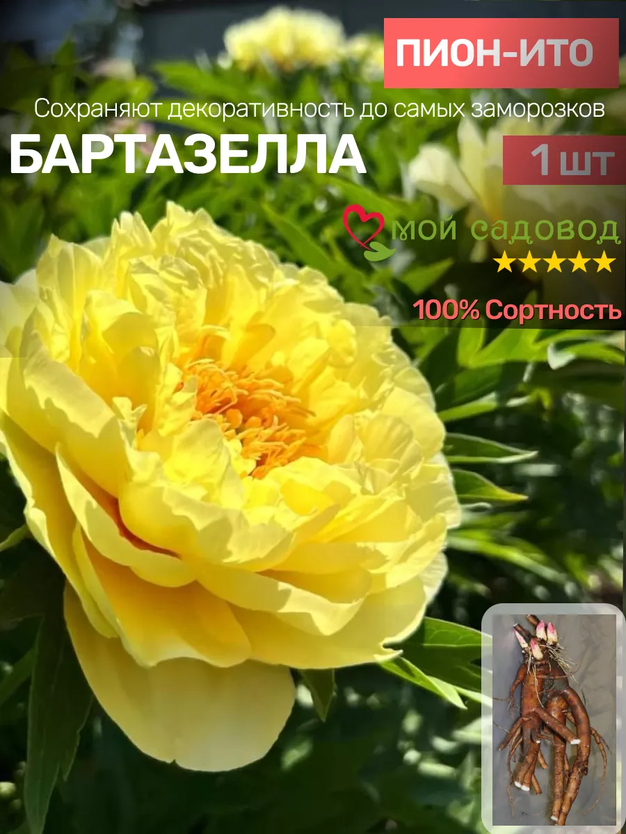 Пионы Саженцы Мой Садовод 188574158 купить за 540 ₽ в интернет-магазине  Wildberries