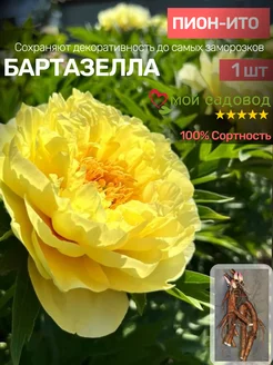 Пионы Саженцы Мой Садовод 188574158 купить за 490 ₽ в интернет-магазине Wildberries