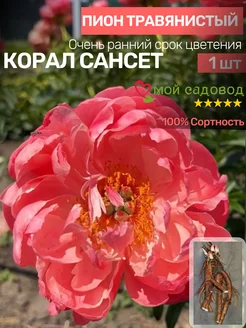 Пионы Саженцы Мой Садовод 188577304 купить за 508 ₽ в интернет-магазине Wildberries