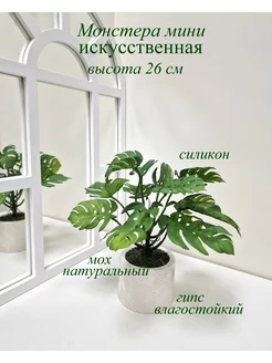 Монстера в кашпо Устинова 188581536 купить за 586 ₽ в интернет-магазине Wildberries