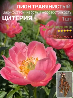 Пионы Саженцы Мой Садовод 188625675 купить за 490 ₽ в интернет-магазине Wildberries