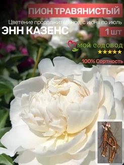 Пионы Саженцы Мой Садовод 188626551 купить за 502 ₽ в интернет-магазине Wildberries