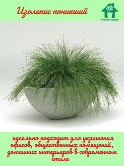 Изолепис поникший "ISOLEPIS CERNUA" живой цветок Flower House 188634808 купить за 430 ₽ в интернет-магазине Wildberries