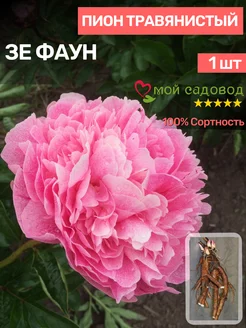 Пионы Саженцы Мой Садовод 188641446 купить за 527 ₽ в интернет-магазине Wildberries