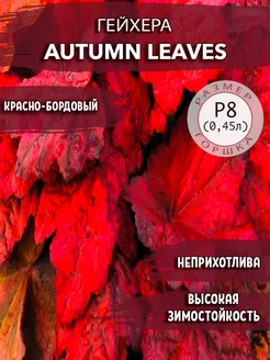 Гейхера Autumn Leaves Садовые Растения 188869673 купить за 306 ₽ в интернет-магазине Wildberries